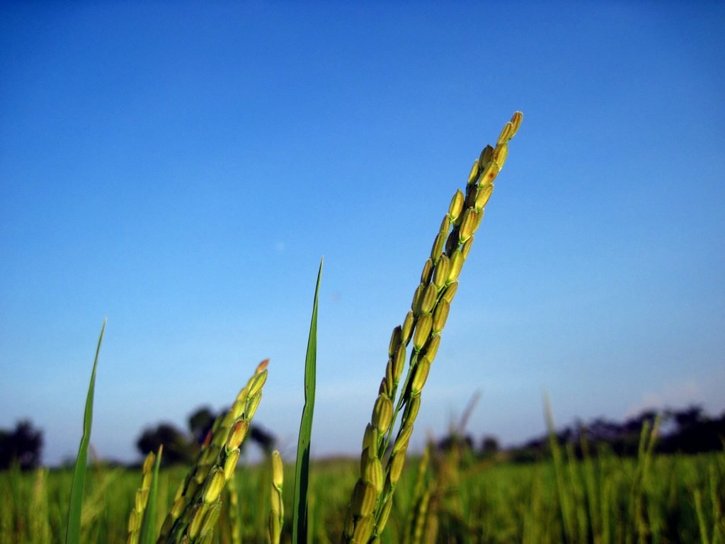 Green paddy fields by Sudipto Sarkar on Visioplanet