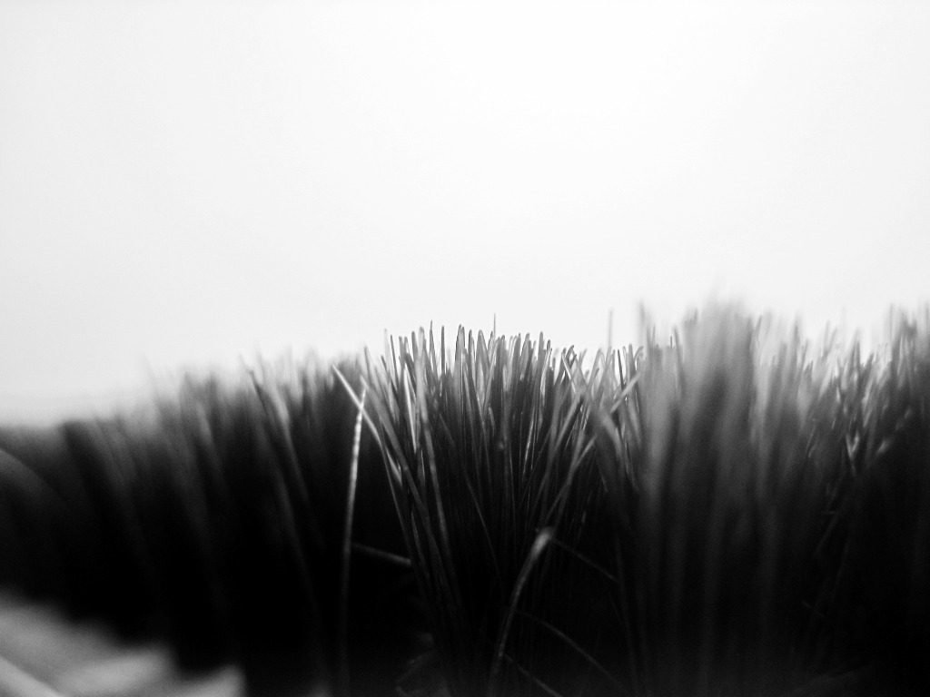 Black Grass by Sudipto Sarkar on Visioplanet