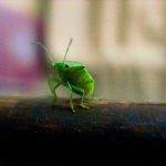 Little green guy by Sudipto Sarkar on Visioplanet Photography