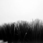 Black Grass by Sudipto Sarkar on Visioplanet Photography