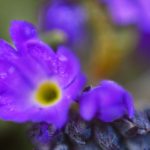 Little Purple One by Sudipto Sarkar on Visioplanet Photography