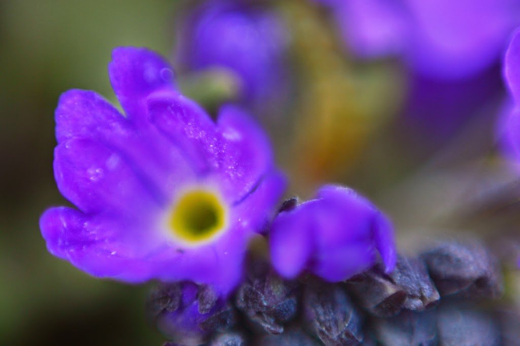 Little Purple One by Sudipto Sarkar on Visioplanet Photography