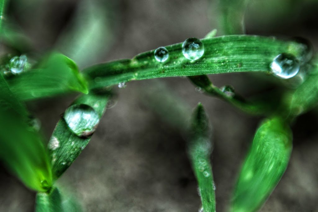 Dew by Sudipto Sarkar on Visioplanet Photography