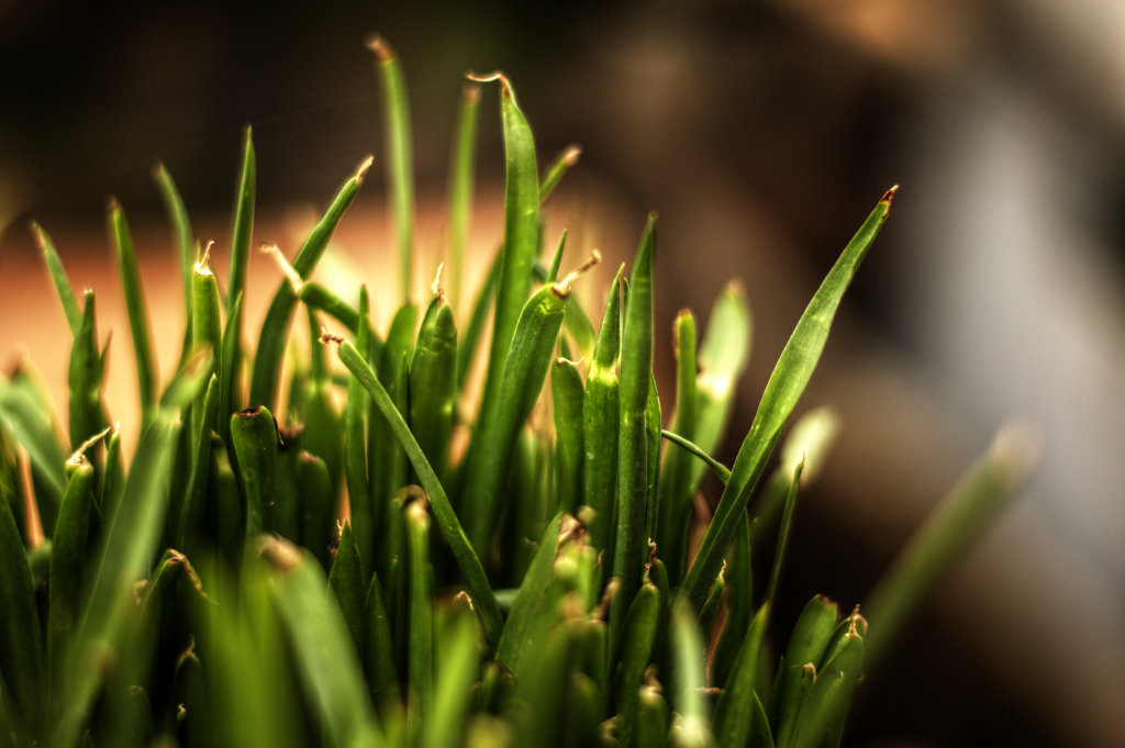 Grass by Sudipto Sarkar on Visioplanet Photography