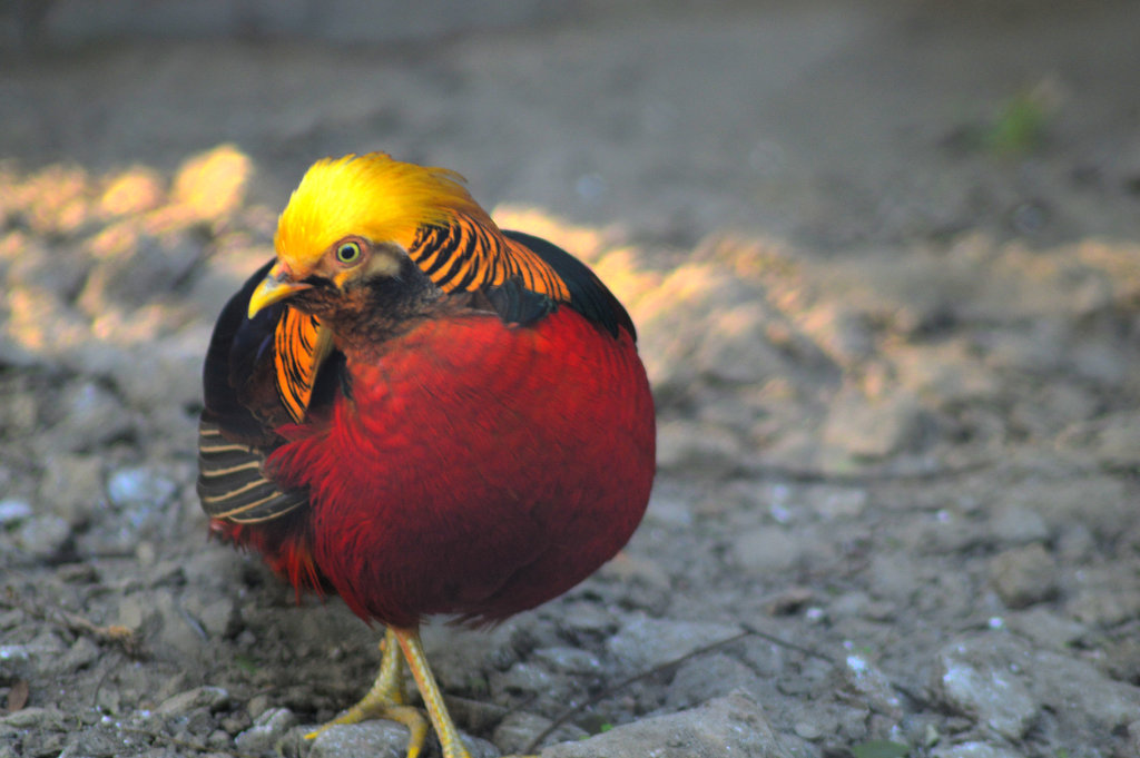 The Golden Pheasant by Sudipto Sarkar on Visioplanet Photography