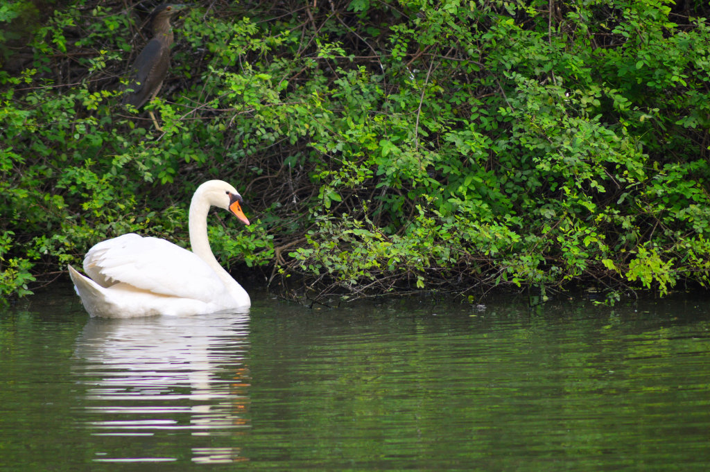 The White Swan by Sudipto Sarkar on Visioplanet Photography