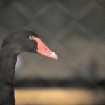 Black Swan by Sudipto Sarkar on Visioplanet Photography
