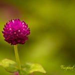 Flowerception by Sudipto Sarkar on Visioplanet Photography