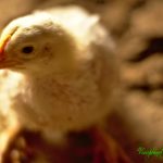 Chick by Sudipto Sarkar on Visioplanet Photography