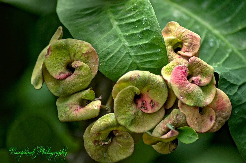 Euphorbia by Sudipto Sarkar on Visioplanet