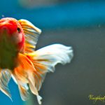 Goldie! by Sudipto Sarkar on Visioplanet Photography