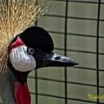 The Crowned Crane by Sudipto Sarkar on Visioplanet Photography