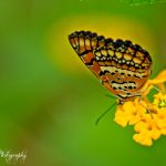 Like a Monarch by Sudipto Sarkar on Visioplanet Photography