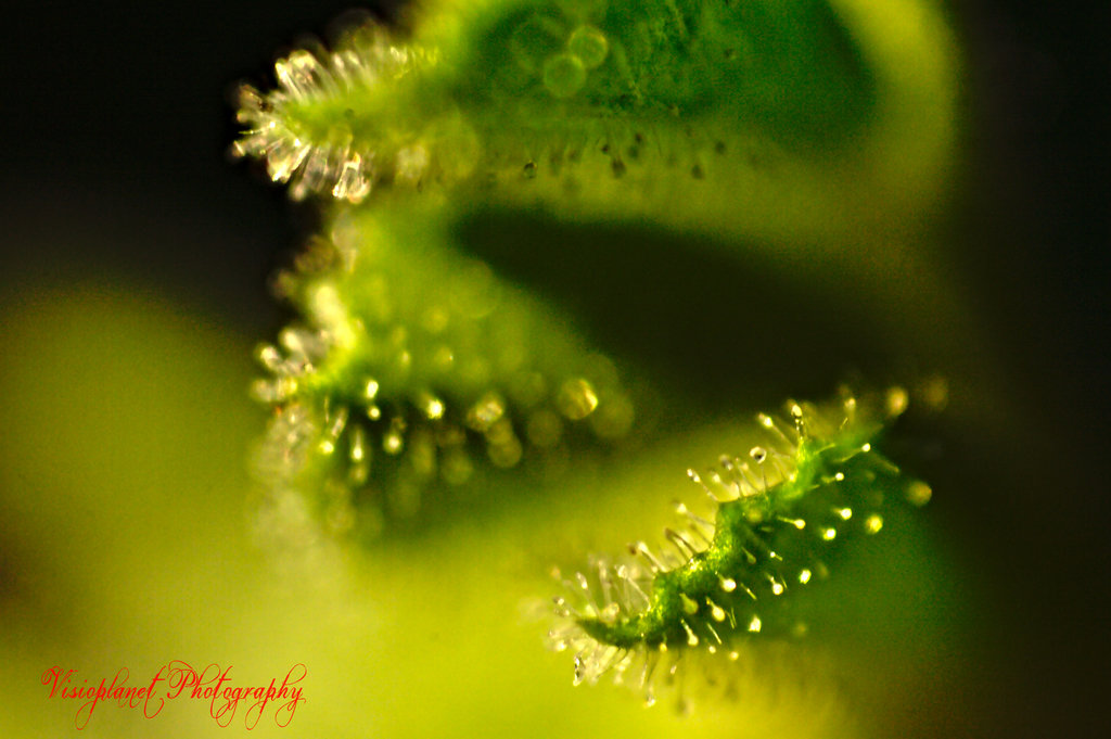 Microscopic by Sudipto Sarkar on Visioplanet Photography