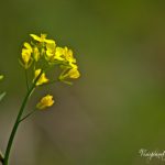 Mustard Flower by Sudipto Sarkar on Visioplanet Photography