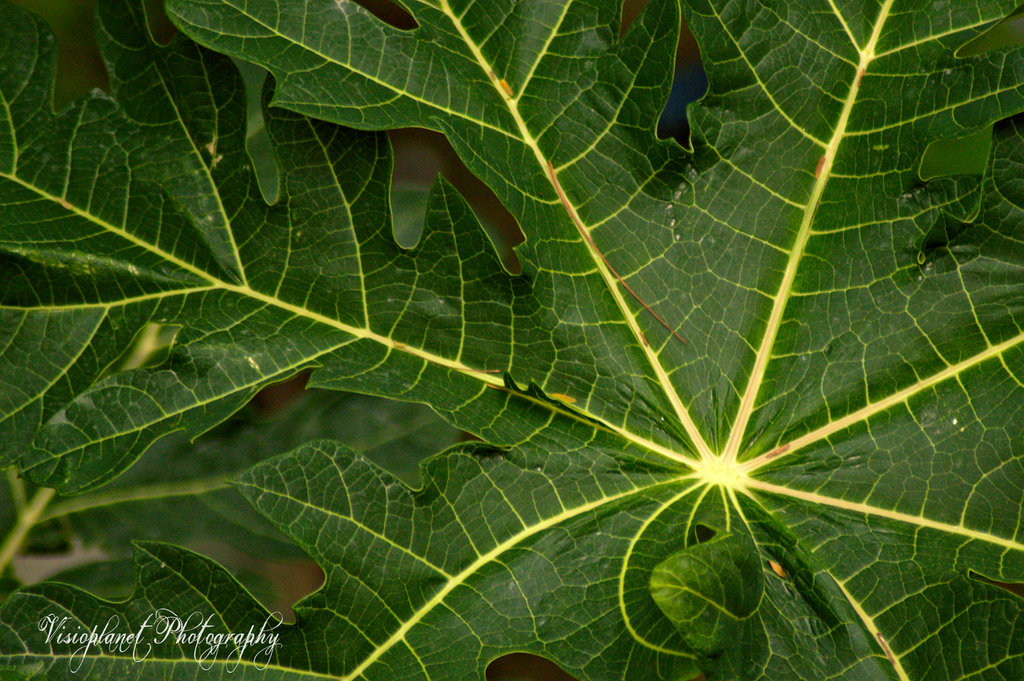Patterns by Sudipto Sarkar on Visioplanet Photography