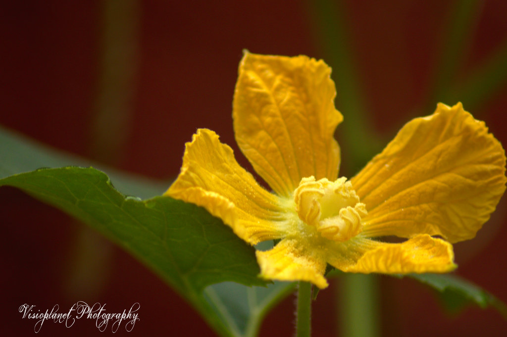 Pumpkin Flower by Sudipto Sarkar on Visioplanet Photography
