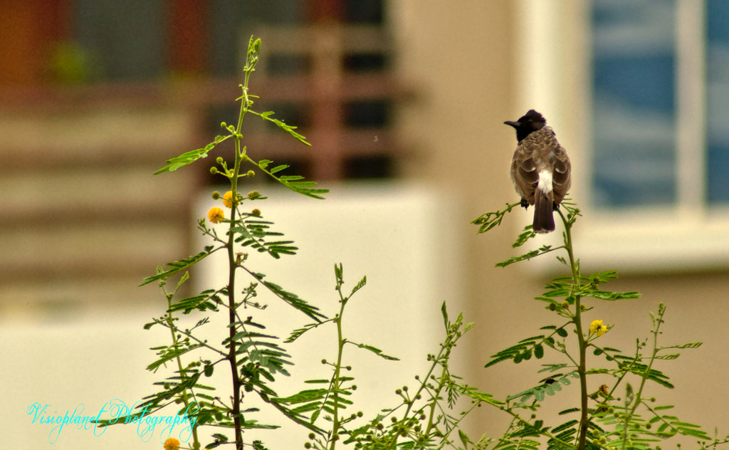Red Vented Bulbul by Sudipto Sarkar on Visioplanet Photography