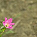 The Pink Fairy Lily by Sudipto Sarkar on Visioplanet Photography
