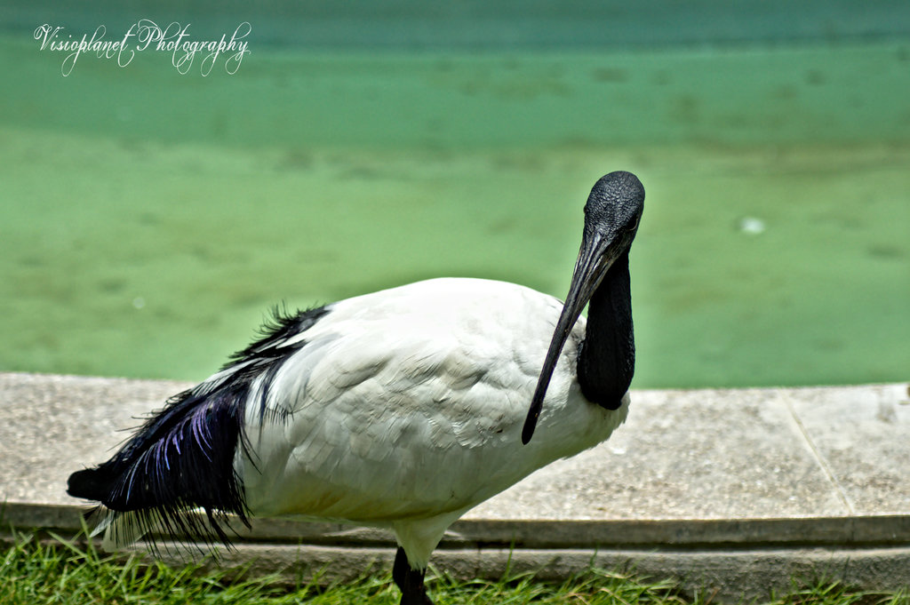 The African Sacred Ibis by Sudipto Sarkar on Visioplanet Photography