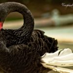 The Back Swan by Sudipto Sarkar on Visioplanet Photography