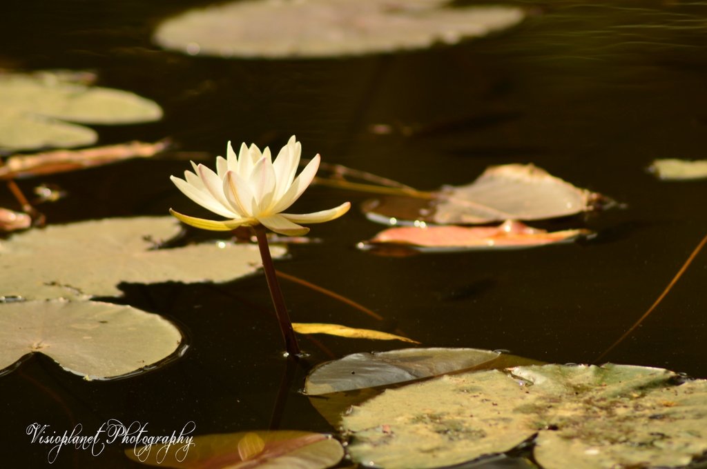 The Lotus by Sudipto Sarkar on Visioplanet Photography