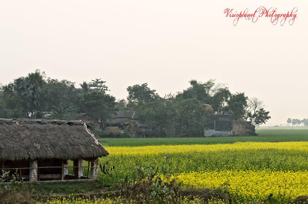 The Mustard Field by Sudipto Sarkar on Visioplanet Photography
