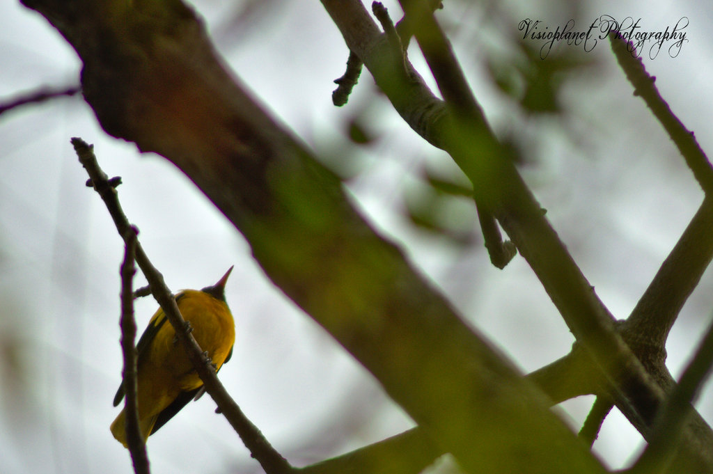 The Black Hooded Oriole by Sudipto Sarkar on Visioplanet Photography