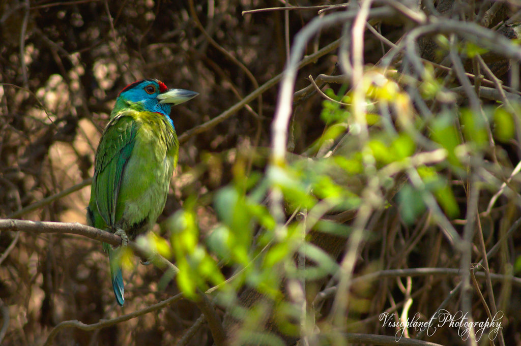 The Blue Throated Barblet by Sudipto Sarkar on Visioplanet Photography