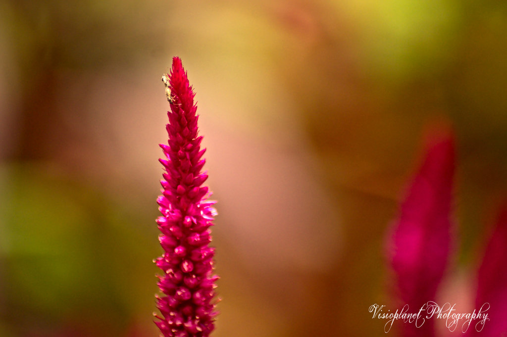 The colors of nature by Sudipto Sarkar on Visioplanet Photography
