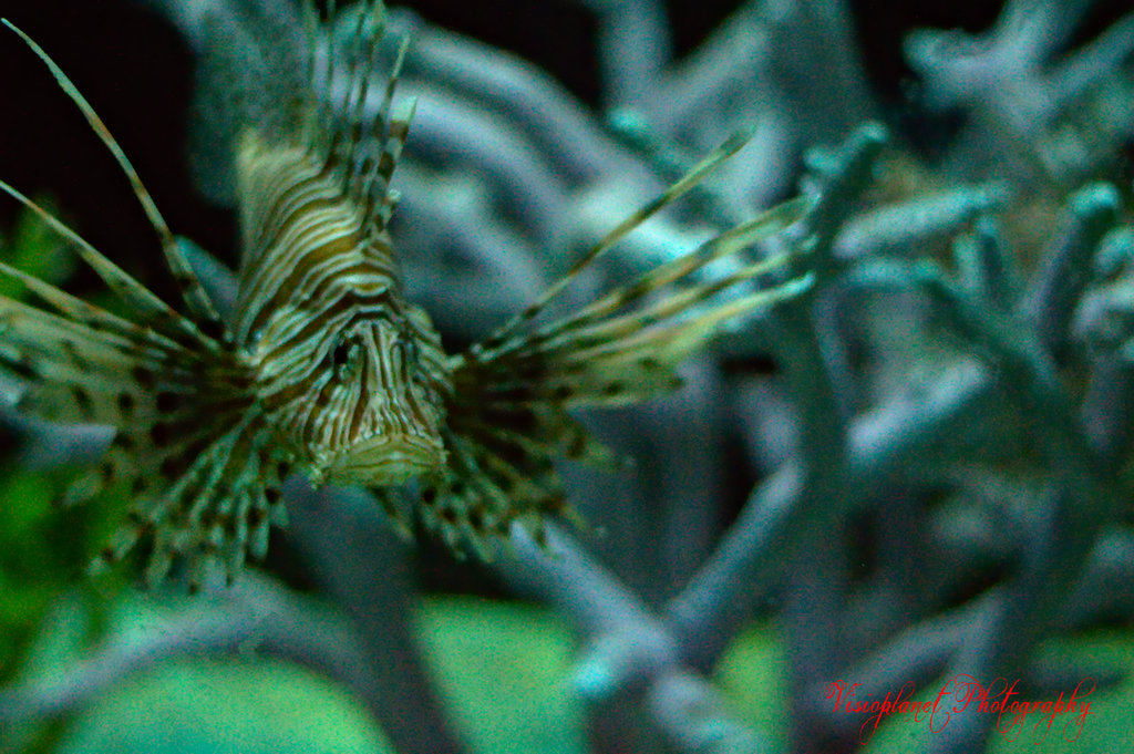 The Devil Firefish (Common Lionfish) by Sudipto Sarkar on Visioplanet Photography