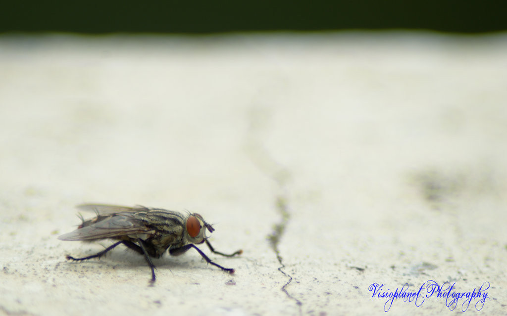 The icky one - Flesh fly (Sarcophagidae) by Sudipto Sarkar on Visioplanet