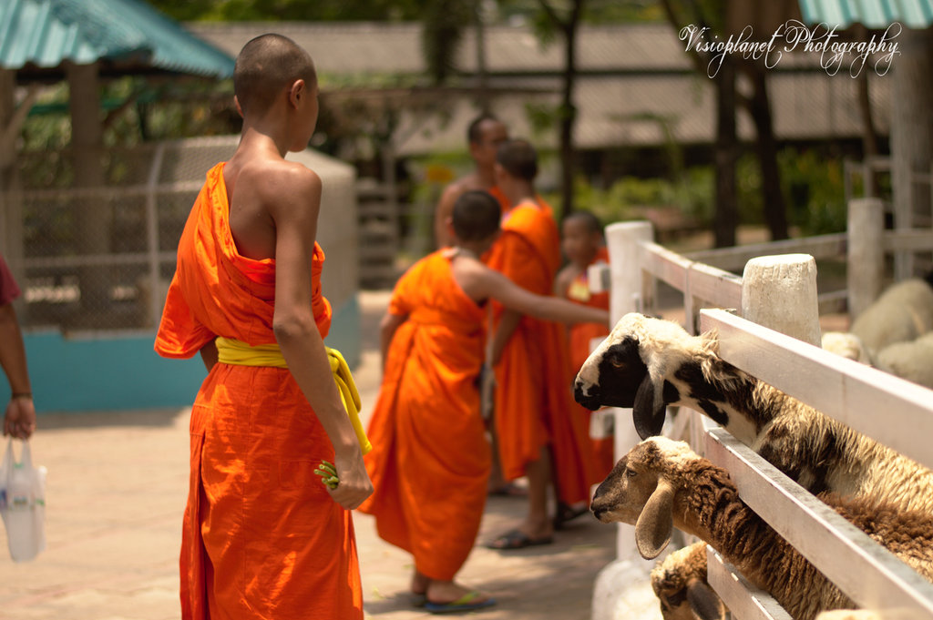 The Monk and His Sheep by Sudipto Sarkar on Visioplanet Photography