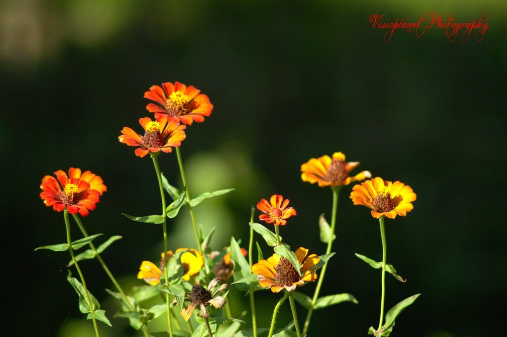 The welcome surprise by Sudipto Sarkar on Visioplanet Photography