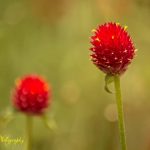 Twin Flowers by Sudipto Sarkar on Visioplanet Photography