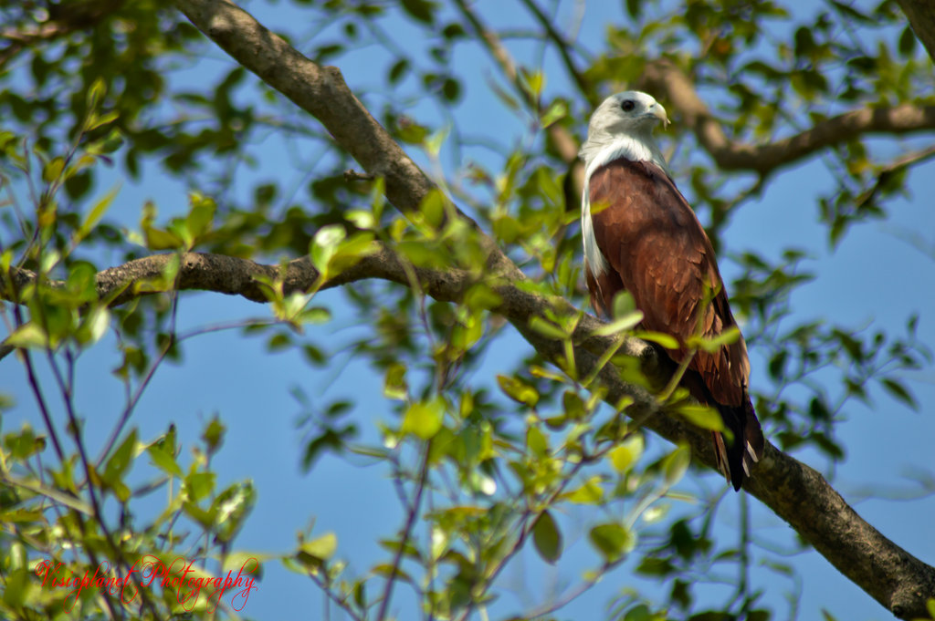 Brahminy Kite - Haliastur indus