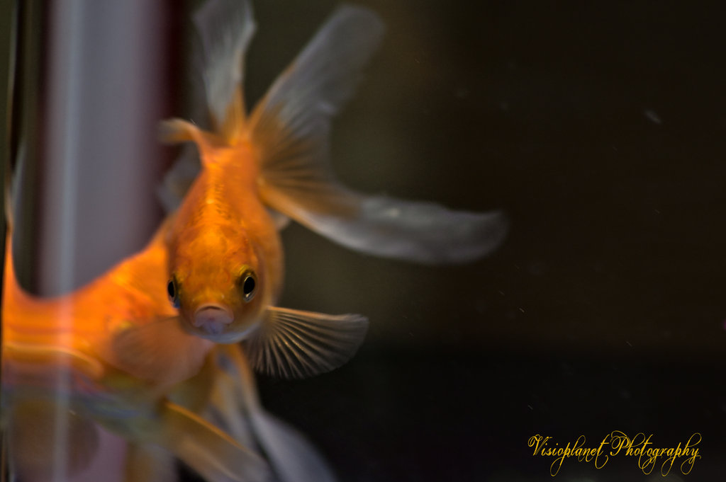 Fantail Goldfish