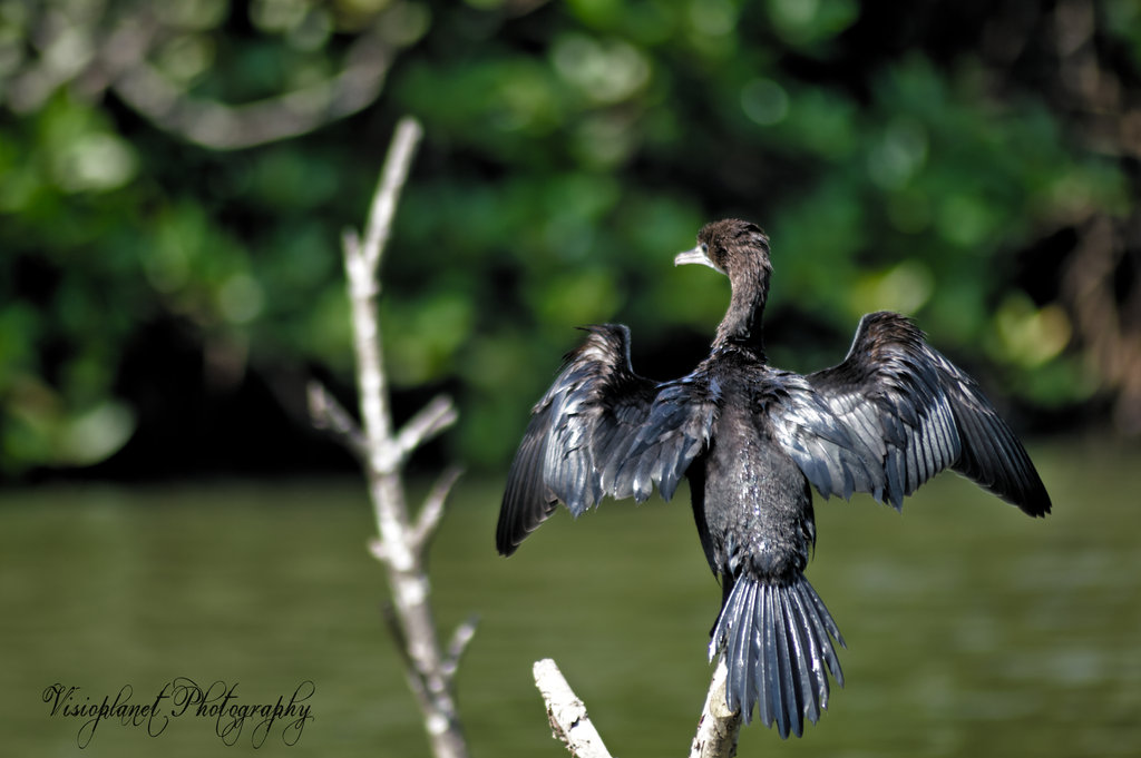 An Indian cormorant drying its wings